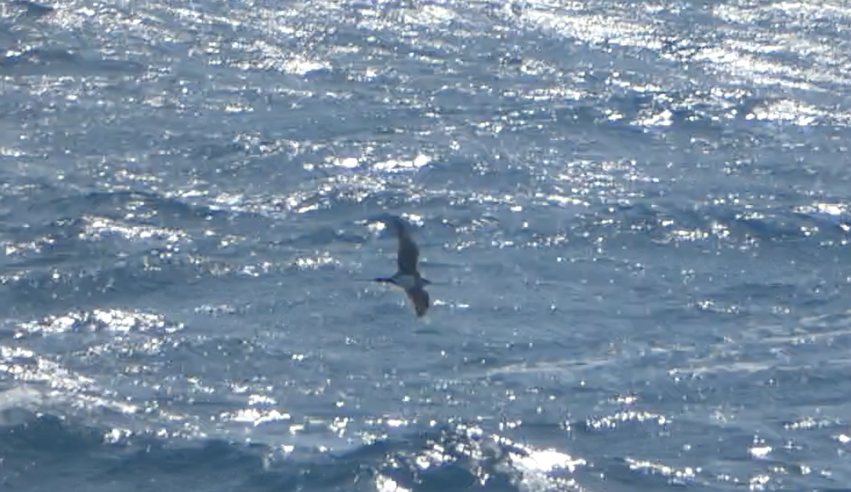 Parasitic Jaeger - Kevin Hayes