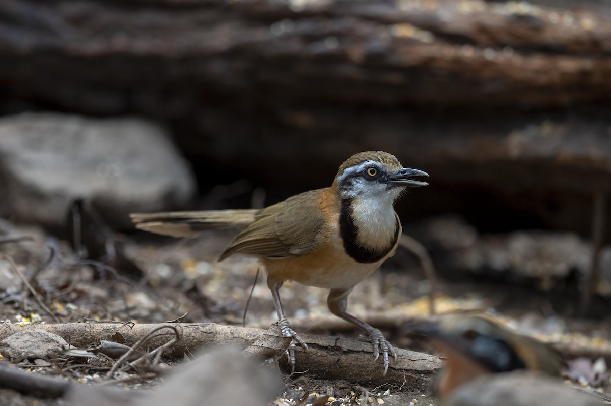 Lesser Necklaced Laughingthrush - Yutthapong Rassamee