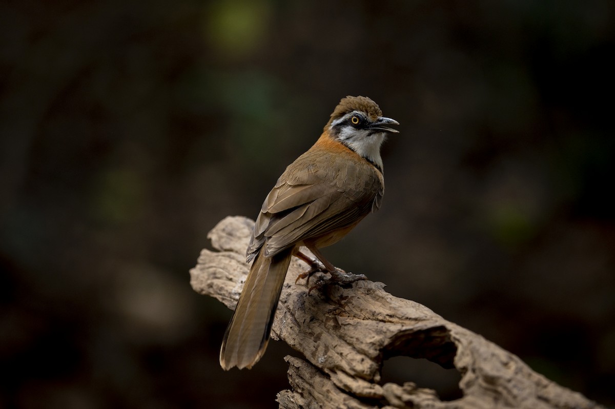 Lesser Necklaced Laughingthrush - Yutthapong Rassamee