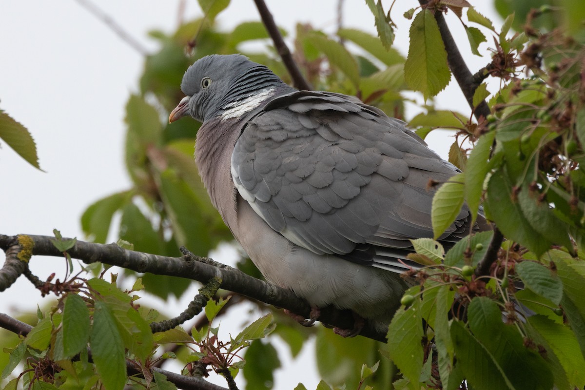 Common Wood-Pigeon - Natasha Hadfield