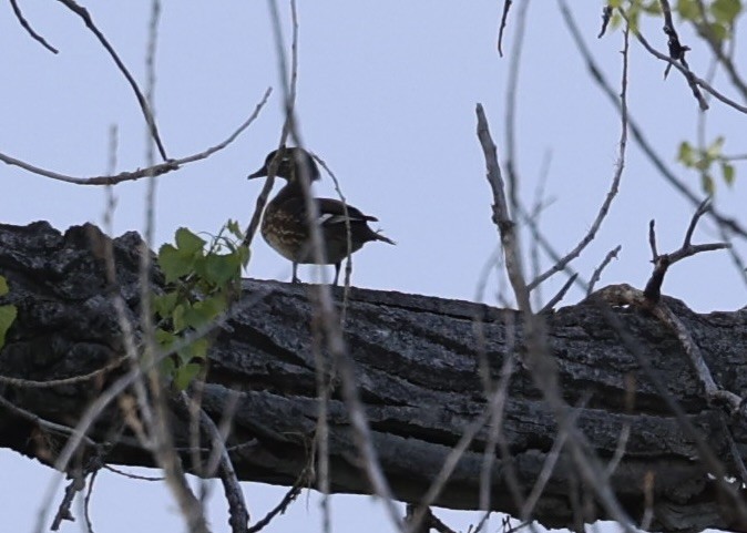 Wood Duck - ML619083256