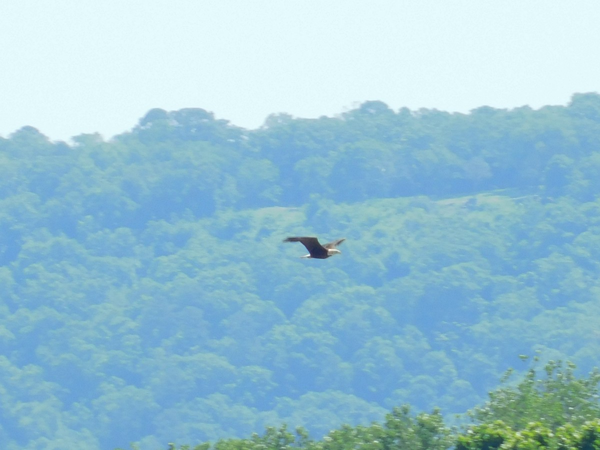 Bald Eagle - Nathan Mansor