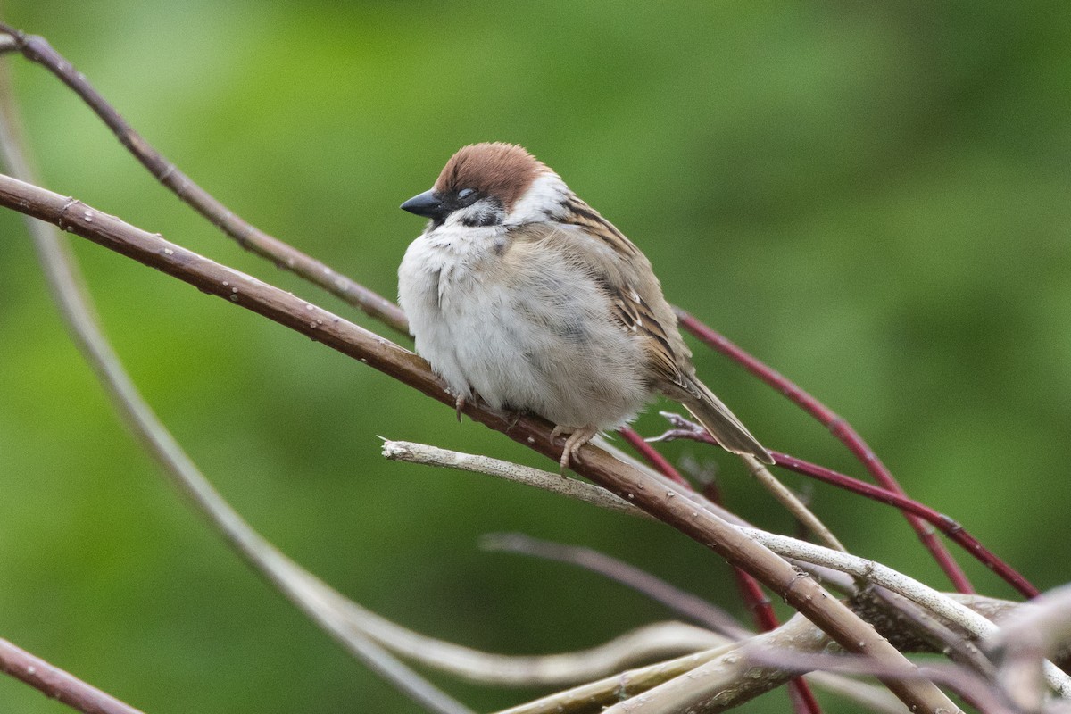 Eurasian Tree Sparrow - Natasha Hadfield