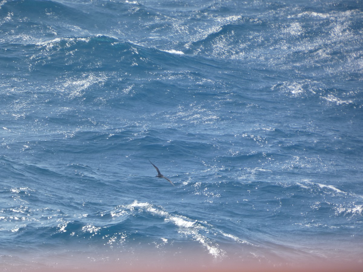 Parasitic Jaeger - Kevin Hayes