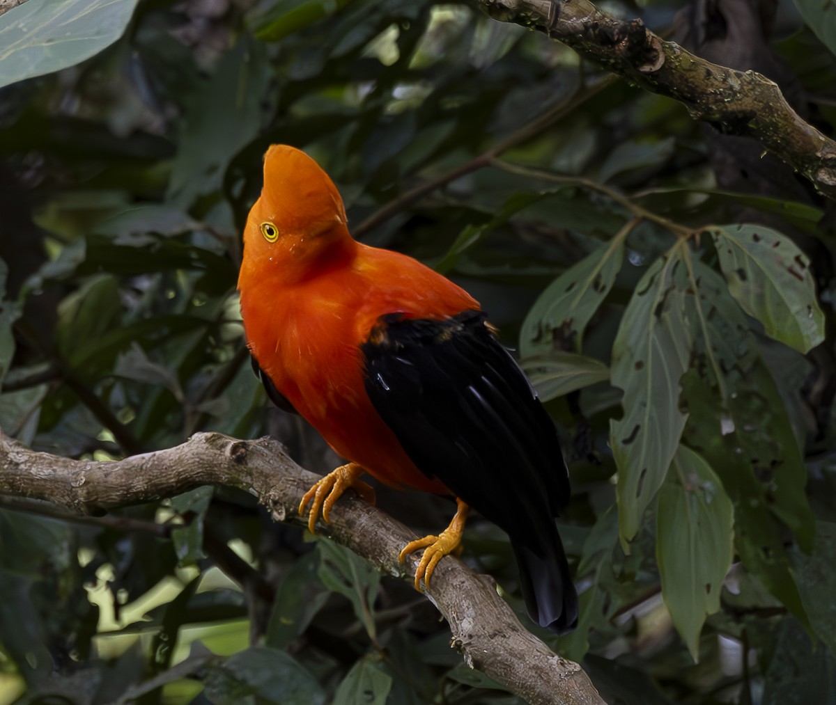 Andean Cock-of-the-rock - ML619083286