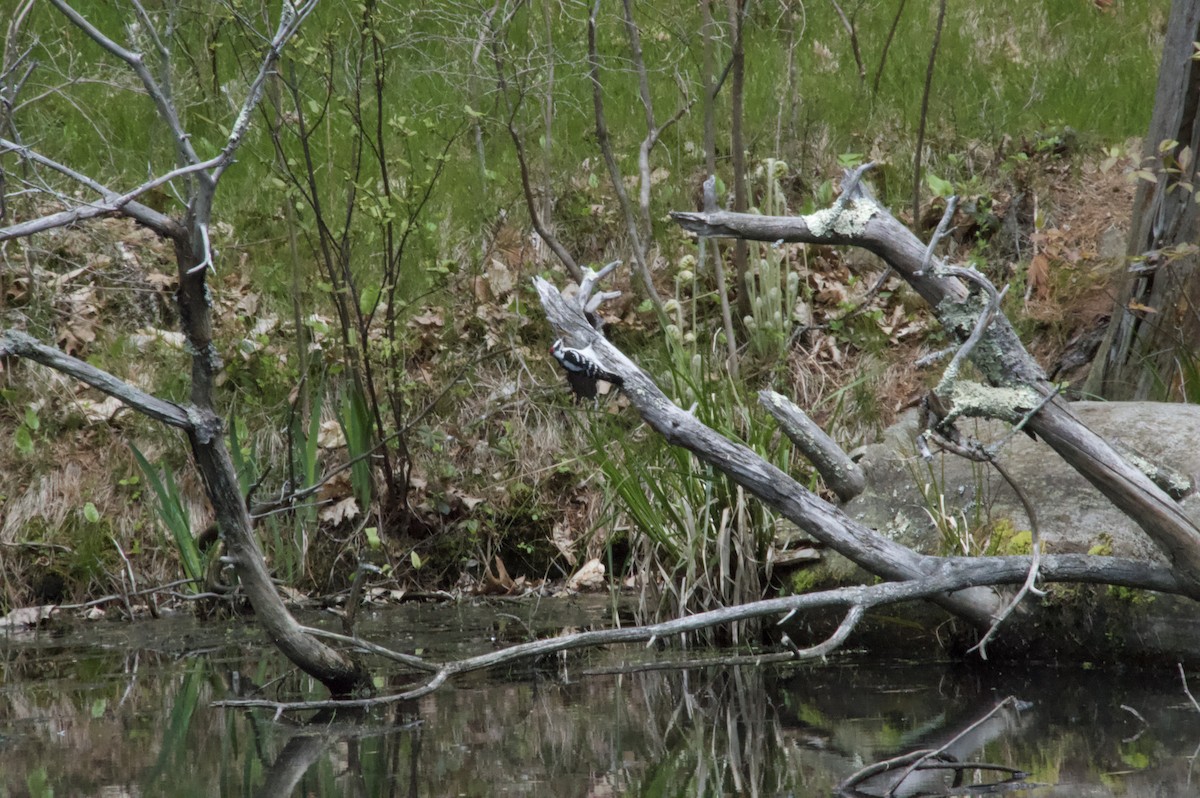 Hairy Woodpecker - Henry Edelman