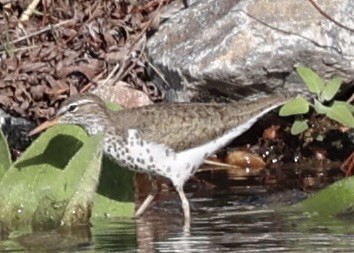 Spotted Sandpiper - ML619083290