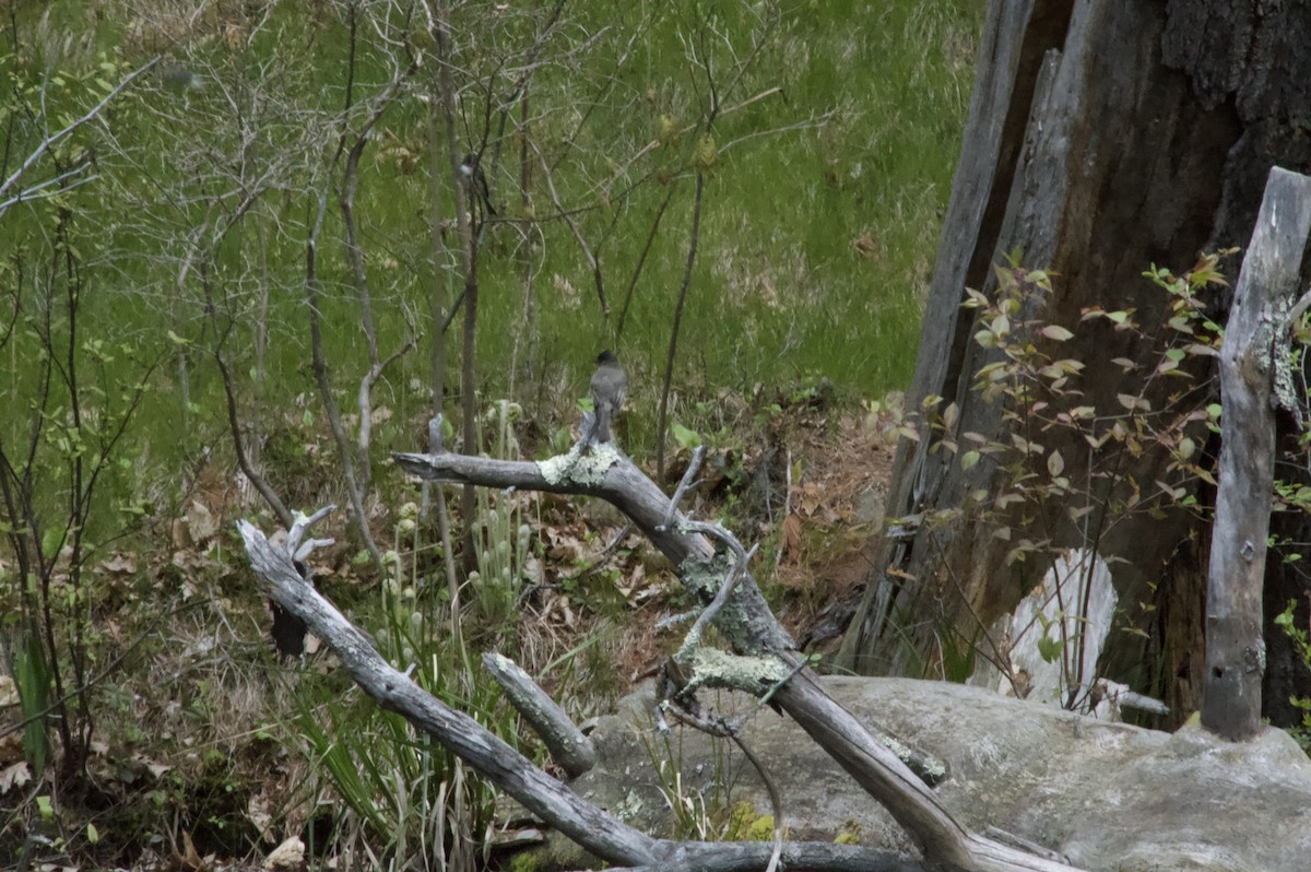 Eastern Phoebe - Henry Edelman