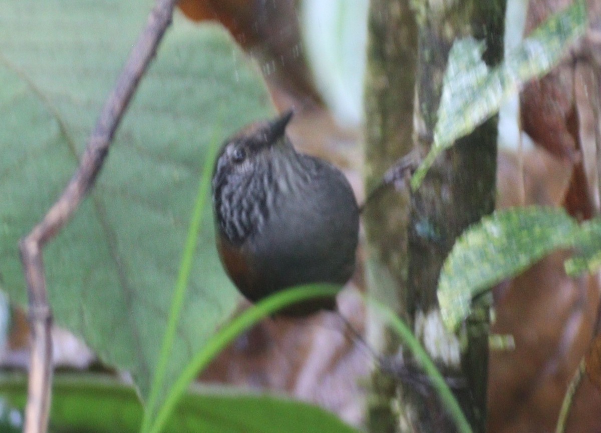 Gray-breasted Wood-Wren - Julio P