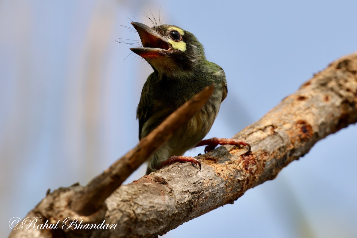 Coppersmith Barbet - Rahul Bhandari