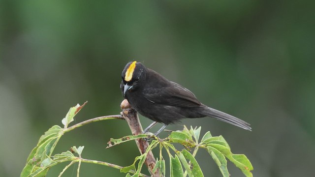 Flame-crested Tanager - ML619083303