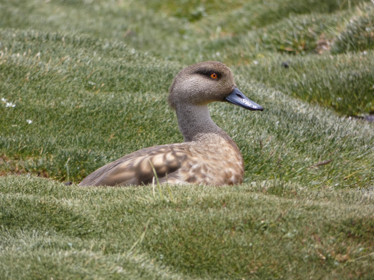 Crested Duck - ML619083304