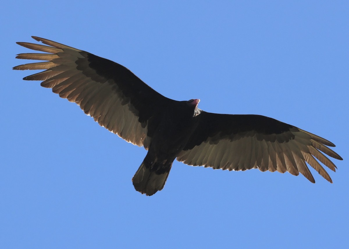 Turkey Vulture - Debbie Zelkowitz