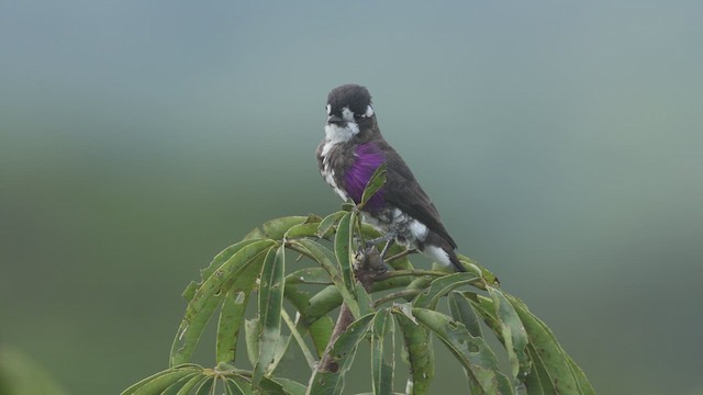 White-browed Purpletuft - ML619083349