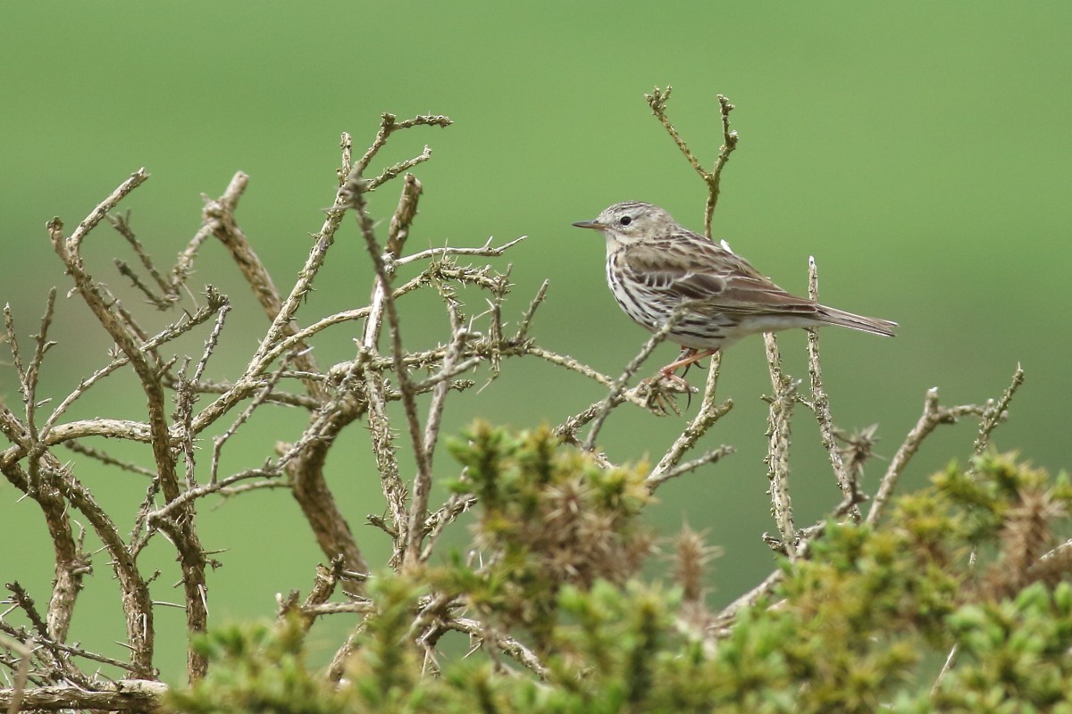 Meadow Pipit - Grzegorz Burkowski