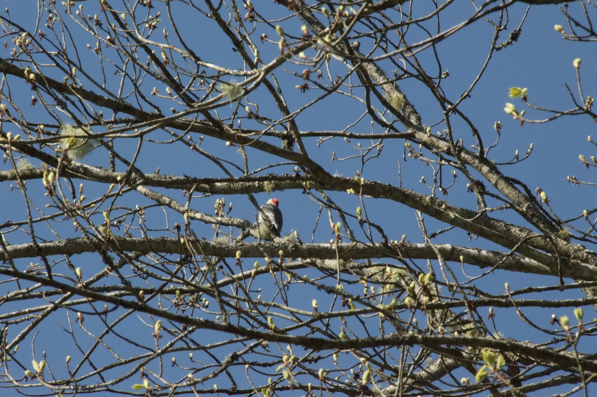 Red-bellied Woodpecker - ML619083358