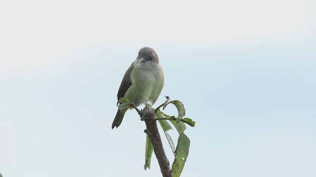 Dacnis à coiffe bleue - ML619083360