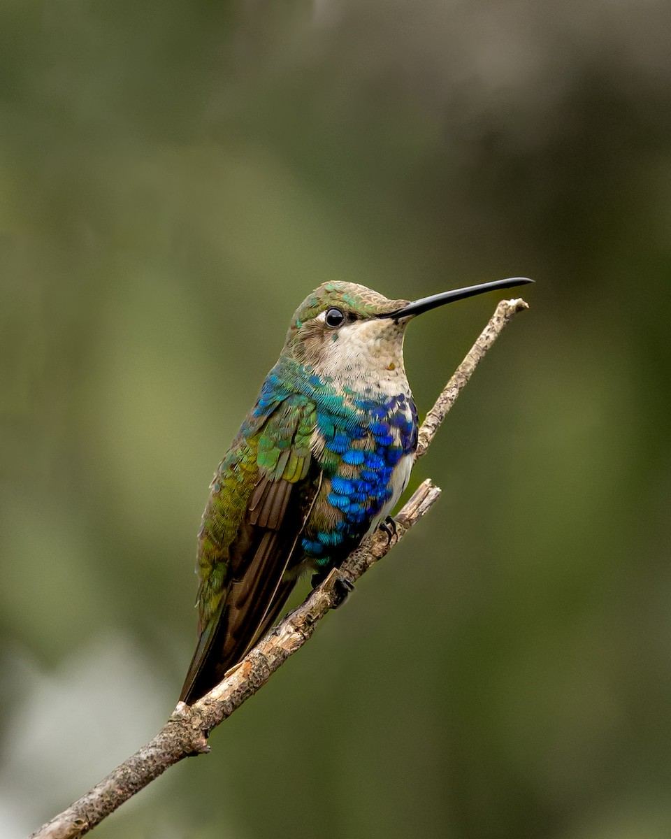 kolibřík cerradový - ML619083363