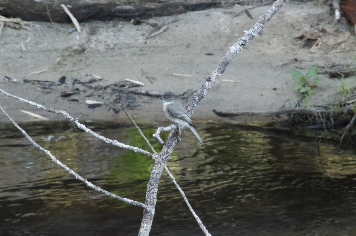 Eastern Phoebe - Henry Edelman