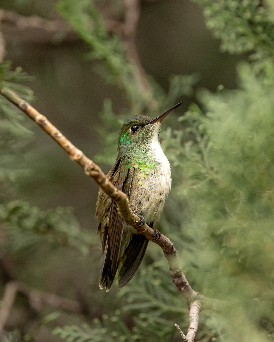kolibřík pestrý [skupina versicolor] - ML619083373