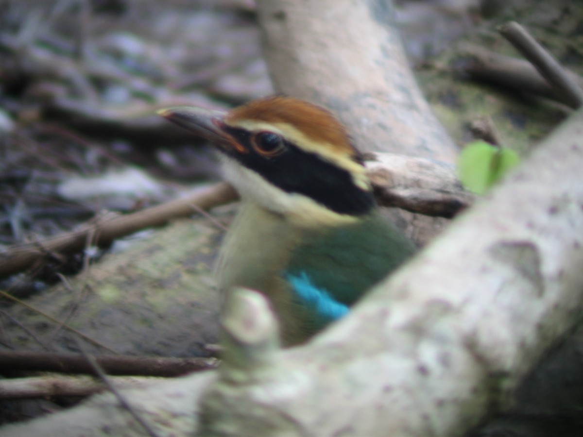 Fairy Pitta - Peter Bijlmakers