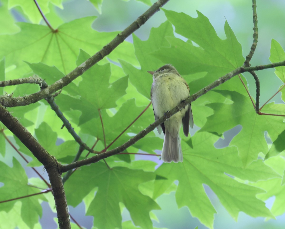 Western Flycatcher - Andy Gee