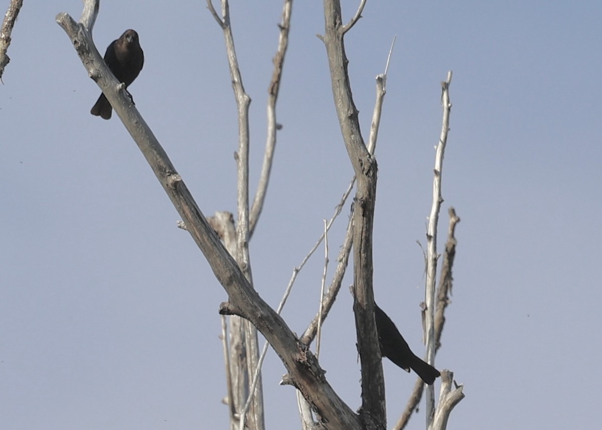 Brown-headed Cowbird - ML619083383