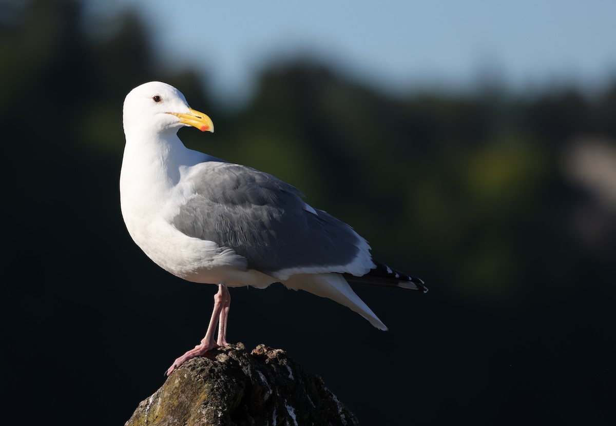 Western Gull - Andy Gee