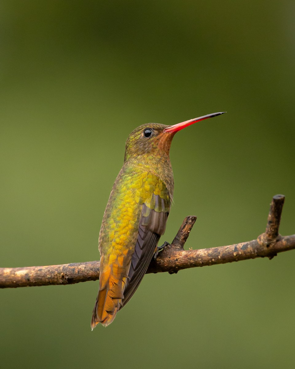 Gilded Hummingbird - Leandro Paiva