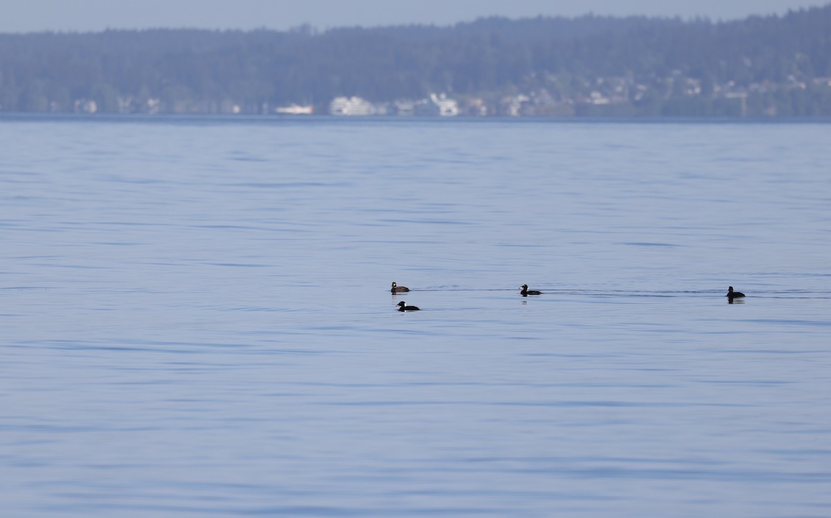 Surf Scoter - Andy Gee