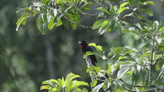 Purple-throated Fruitcrow - ML619083393