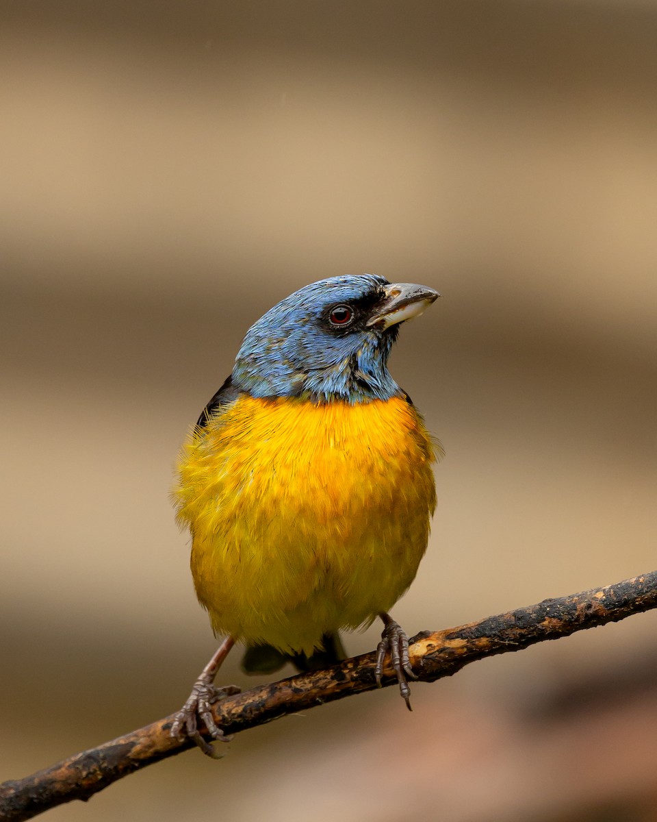 Blue-and-yellow Tanager - Leandro Paiva