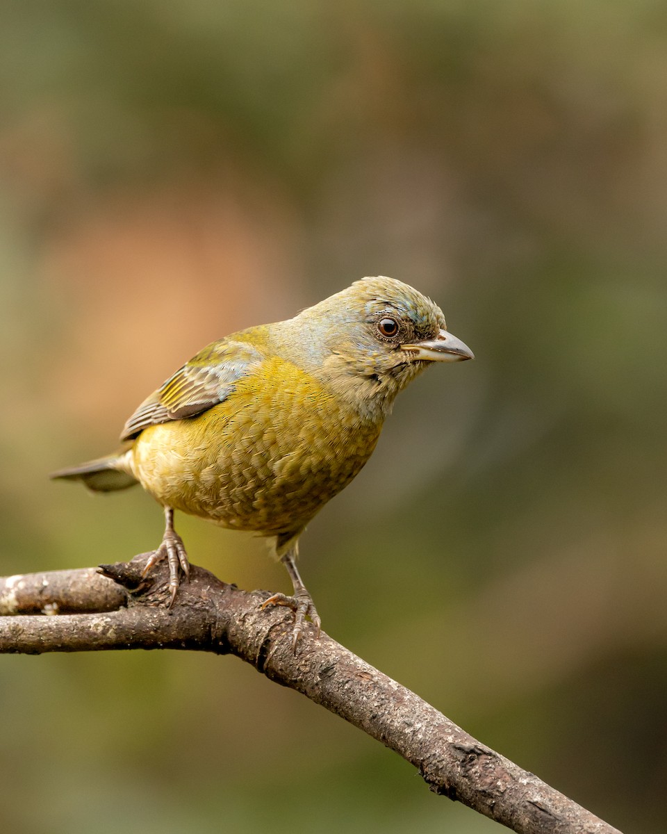 Blue-and-yellow Tanager - Leandro Paiva
