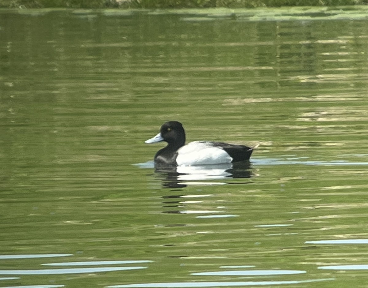 Lesser Scaup - ML619083416