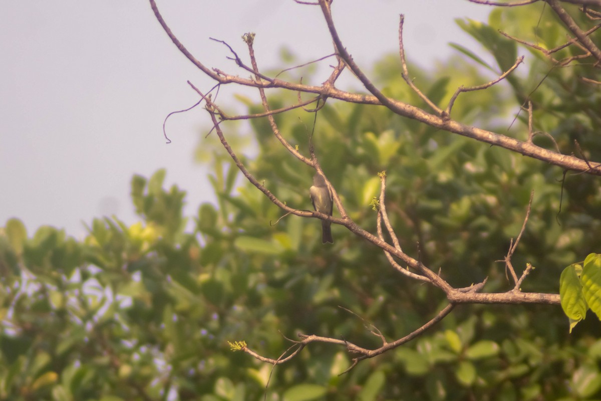 pewee sp. (Contopus sp.) - ML619083422