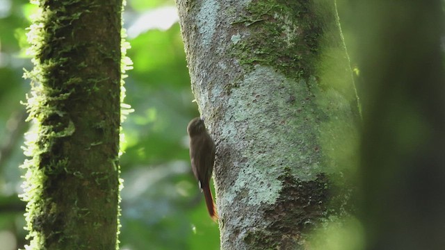 Wedge-billed Woodcreeper - ML619083426