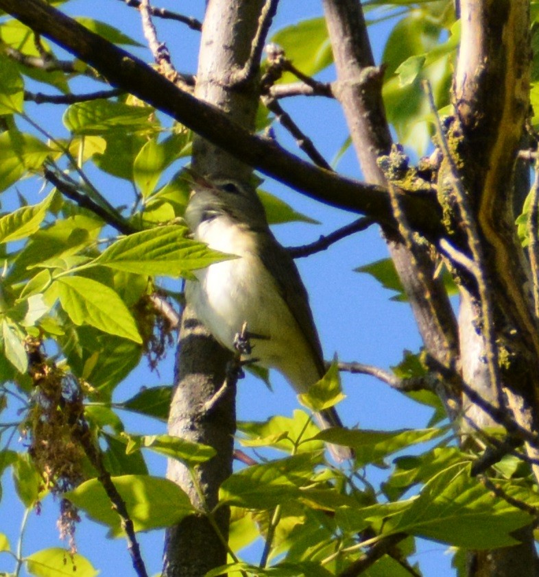 Warbling Vireo - James Campbell