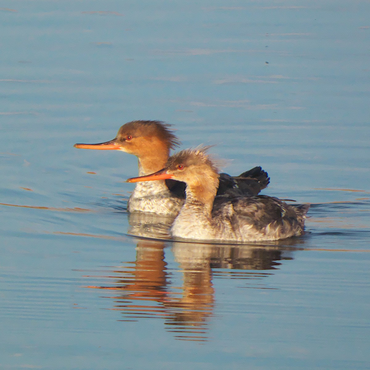 Red-breasted Merganser - Jeff Ritz