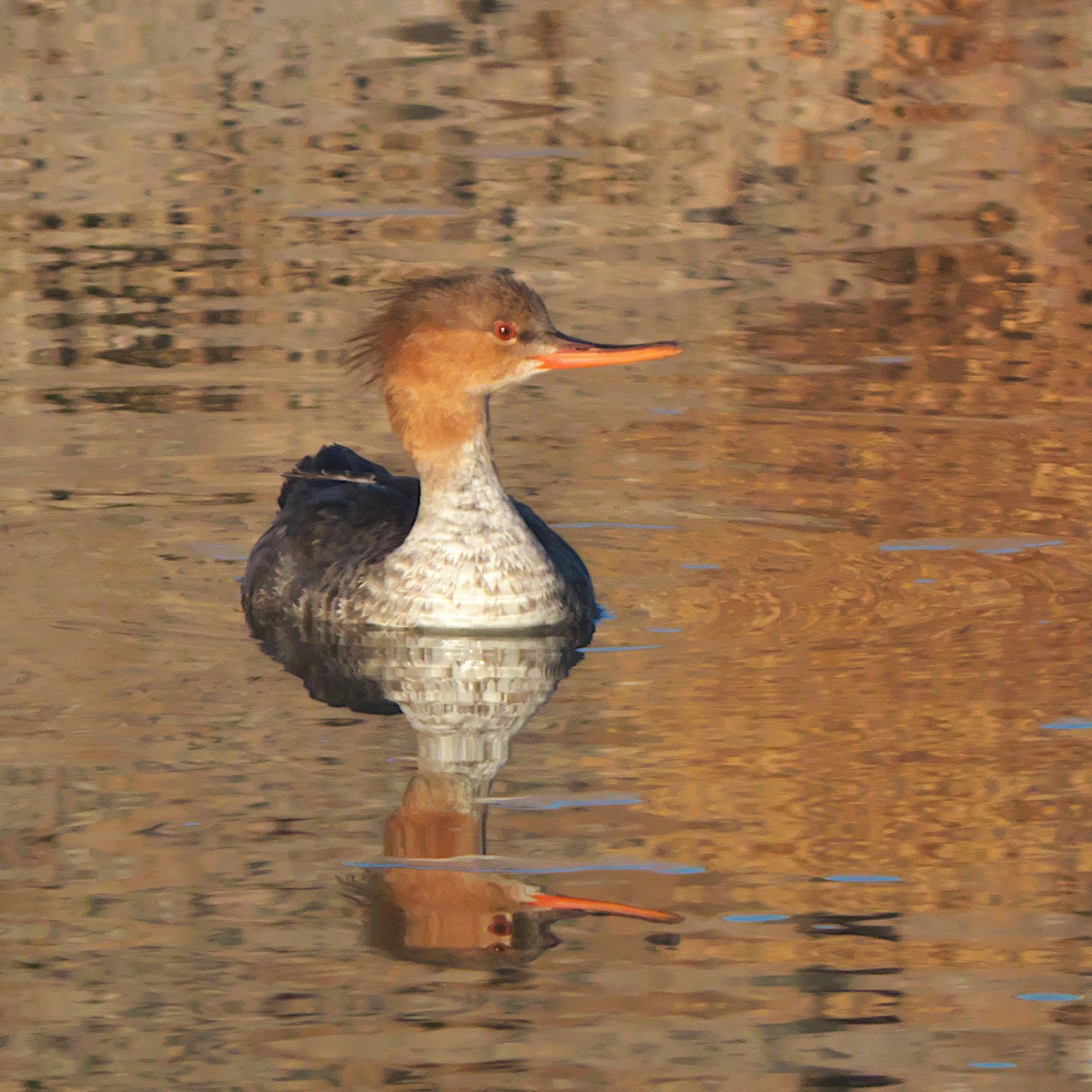 Red-breasted Merganser - Jeff Ritz