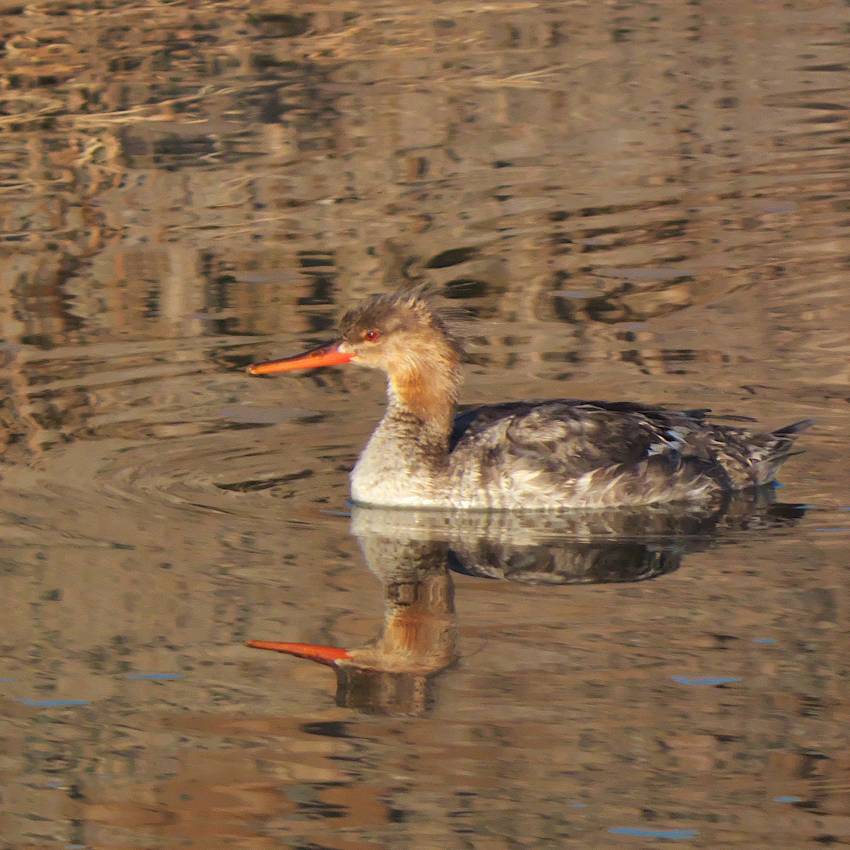 Red-breasted Merganser - Jeff Ritz