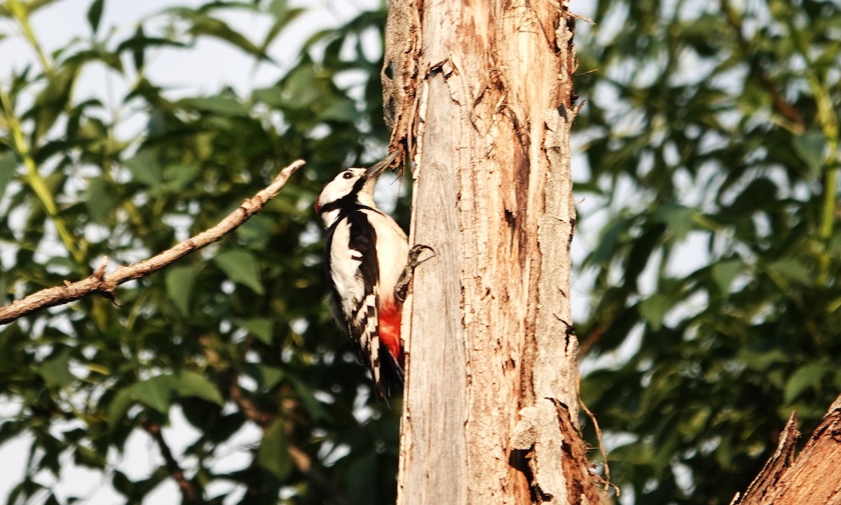 White-winged Woodpecker - Edurne Ugarte