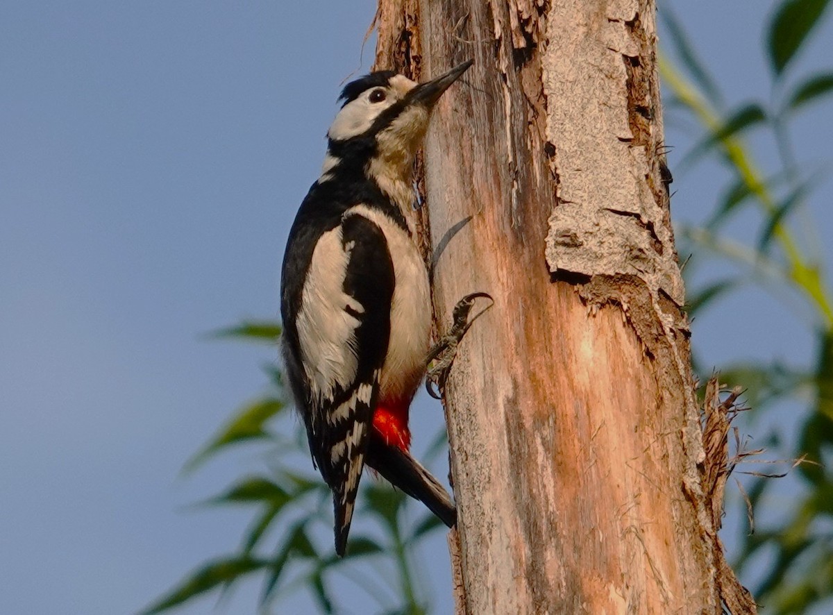 White-winged Woodpecker - Edurne Ugarte