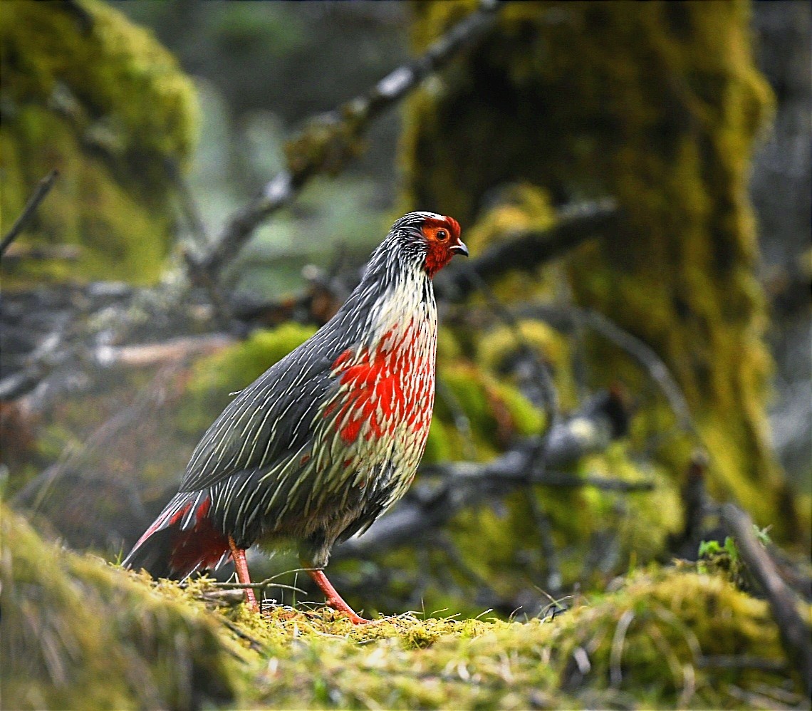 Blood Pheasant - Lakpa Tenzing Sherpa