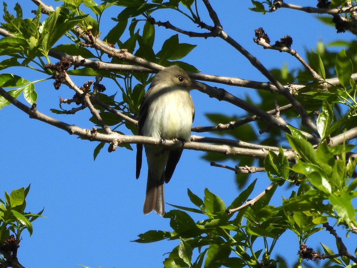 Eastern Wood-Pewee - Sue Ascher