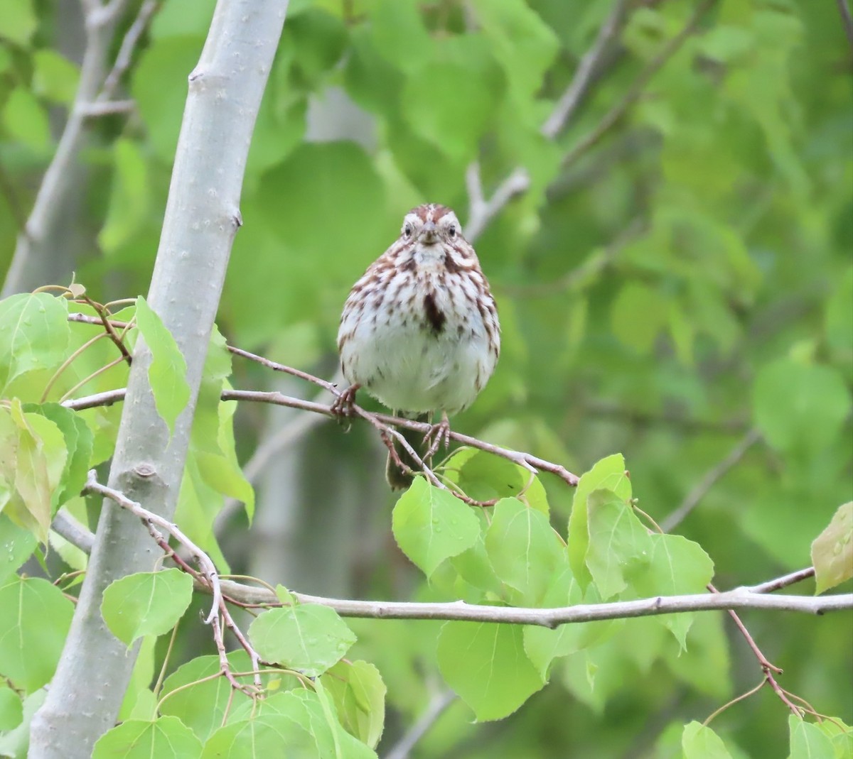 Song Sparrow - Emily Dunning
