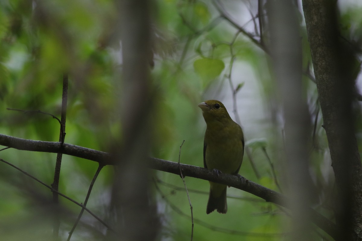 Scarlet Tanager - Lily Morello