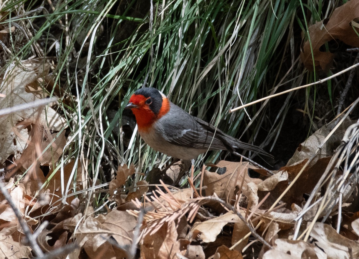 Red-faced Warbler - Dennis Utterback