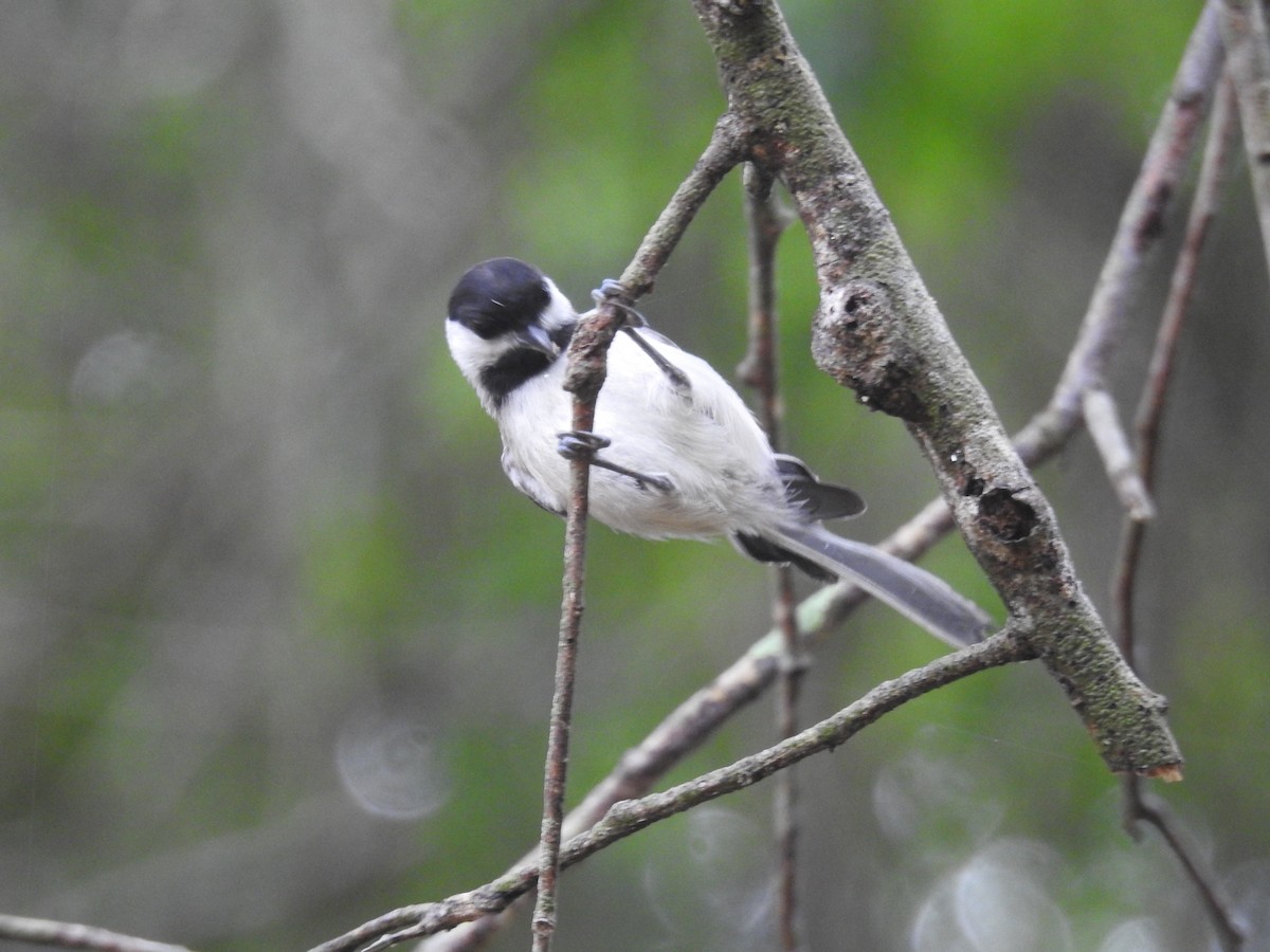 Carolina Chickadee - ML619083485