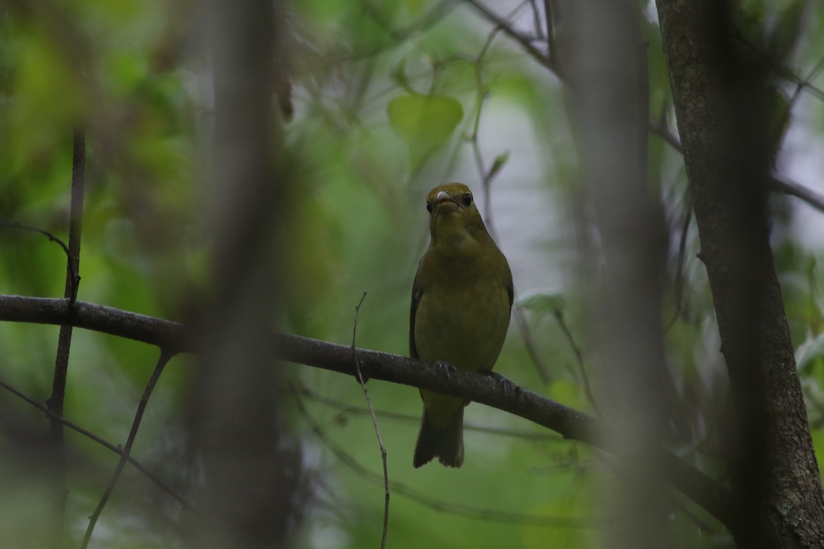 Scarlet Tanager - Lily Morello