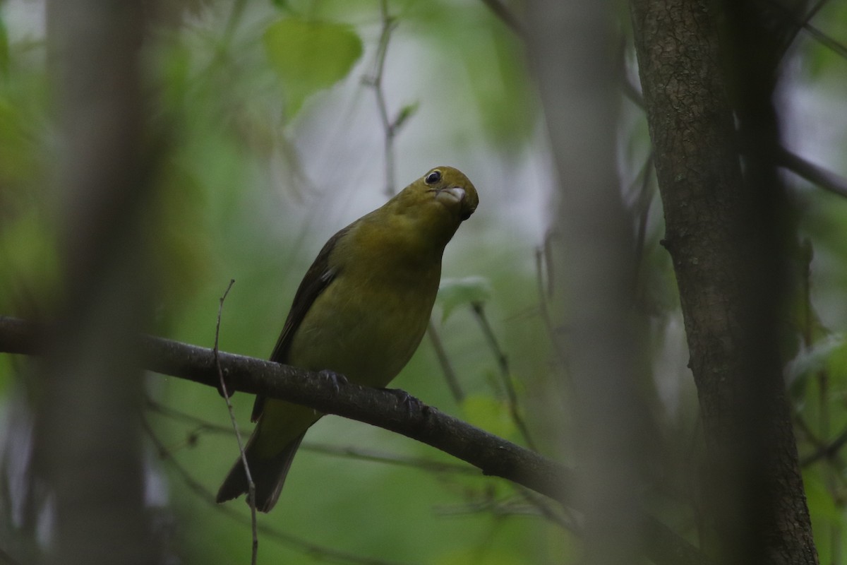 Scarlet Tanager - Lily Morello